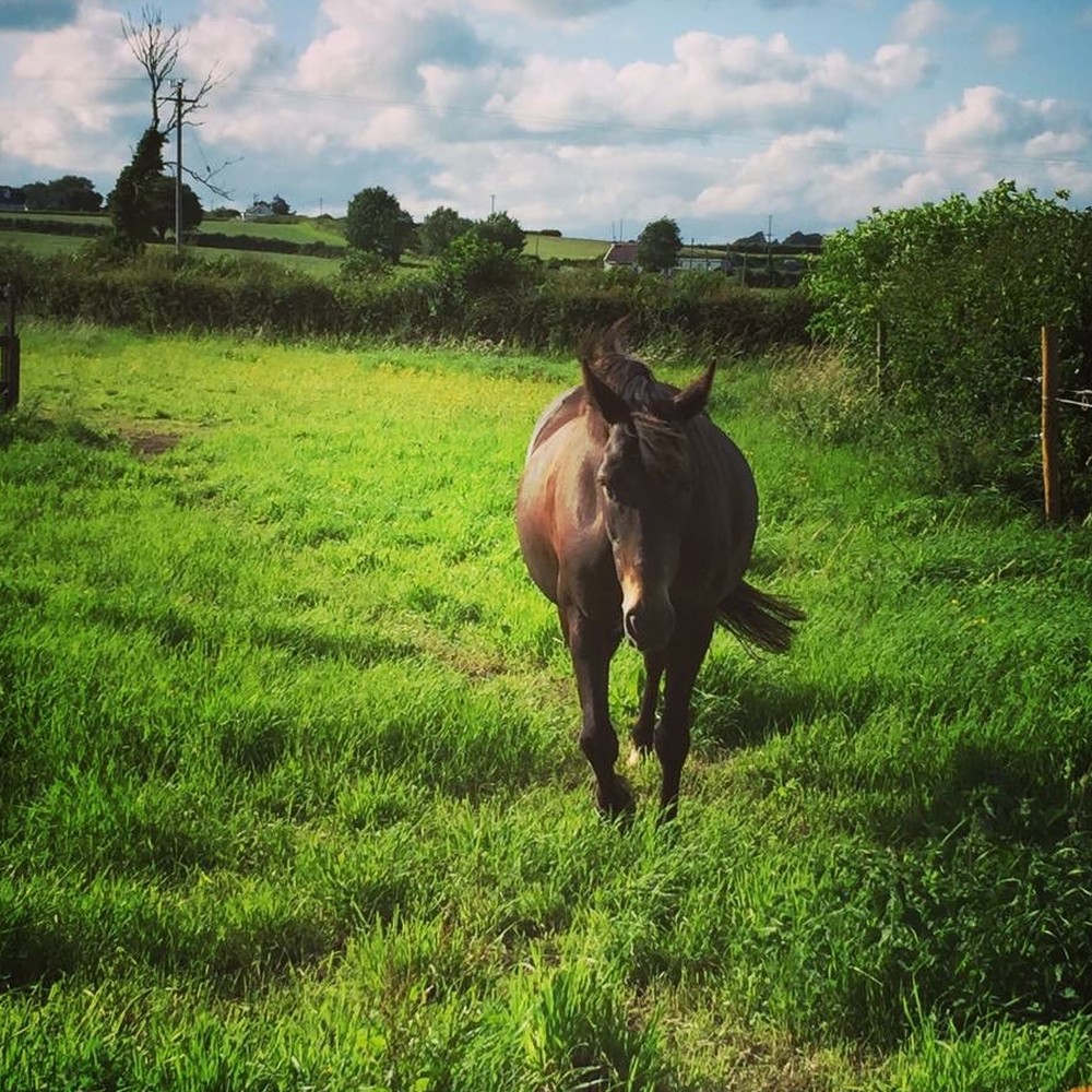 Horse in Irish field