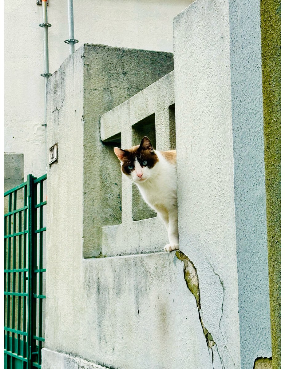 Street cat Porto